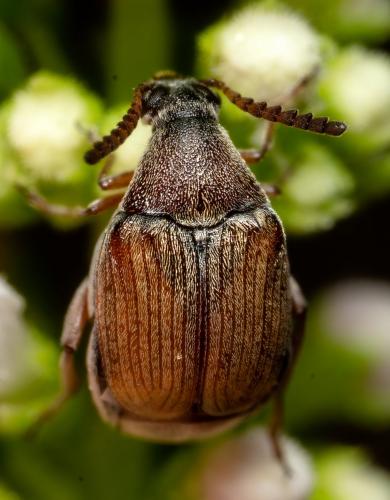 Réf. 264 617 : Bruchinae inconnu